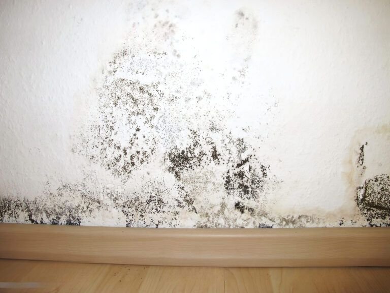 decontamination services Quebec and Montreal showing mold growth on interior wall requiring professional mold removal and moisture control to prevent health issues and property damage.